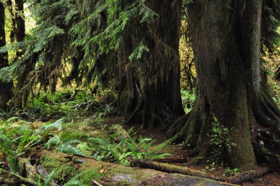 A magnífica Hoh Forest, no Olympic National Park, no estado de Washington, oeste dos Estados Unidos